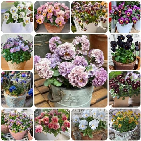 Semi di viola cornuta resistenti, biologici Viola cornuta, giardino roccioso sono resistenti decorazione, campo 450pcs