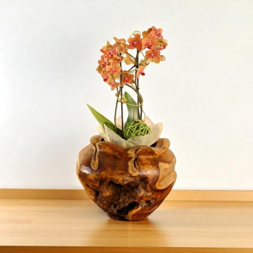 Kinaree Teak Wurzelholz Übertopf handgefertigt – Pflanzgefäß rund Naturdesign – Unikat Blumentopf aus massivem Teakholz für Wohnzimmer oder Terrasse
