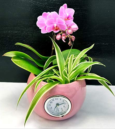 POWERS TO FLOWERS - ORCHIDEA PHALAENOPSIS FUCSIA E CHLOROPHYTUM IN VASO CERAMICA ROSA CON OROLOGIO, Pianta Vera