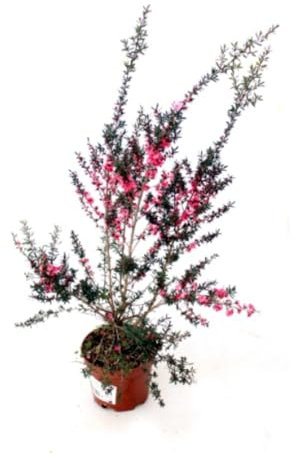 Planta natural Leptospermum Coral, 30-35 cm. Arbusto ornamental con flores brillantes y follaje compacto. Segura Garden.