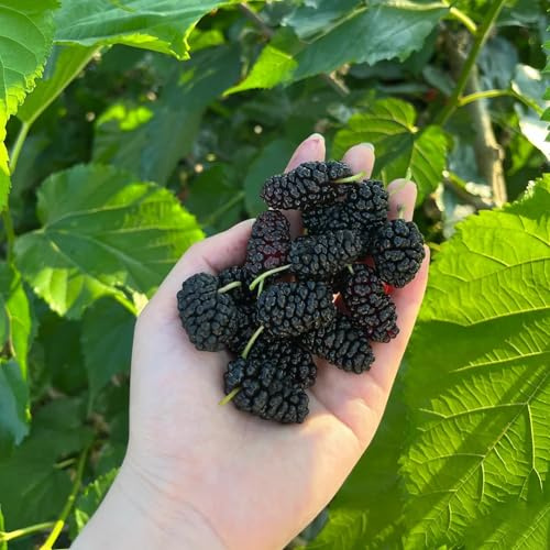 maulbeeren, maulbeerbaum - topfpflanzen draußen winterhart blühend maulbeere obstbaum steingartenpflanzen schnell wachsende sträucher exotische winterfeste balkon winterharte 650samen