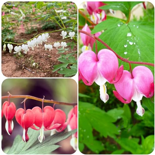 semi resistenti al cuore sanguinante, vecchie varietà da giardino roccioso da decorazione rare a precoce 450pcs