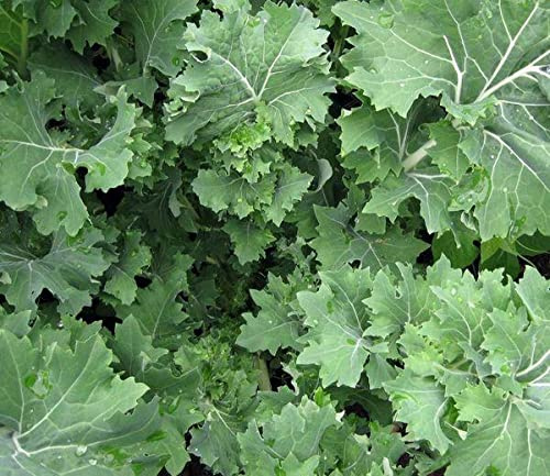 Siberian Kale Seeds- 500+ Seeds by Ohio Heirloom Seeds