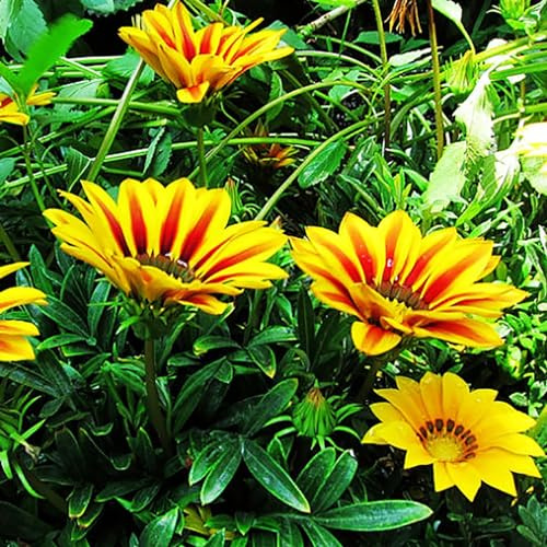 PERZOE 100 Unids/Bolsa Semillas de Gazania Rigens, Llena de Vitalidad Alta Germinación Productiva Bonsai Semillas de Flores del Tesoro Decorativas para Plantar Multicolor