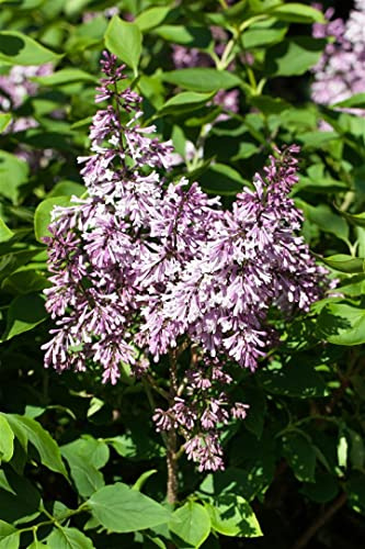 Duftflieder Syringa patula Miss Kim 40-60 cm winterhart Heckenpflanze | Duftende Blueten, sonniger bis halbschattiger Standort, schnittvertraeglich, ideal für Sichtschutz und Beeteinfassung