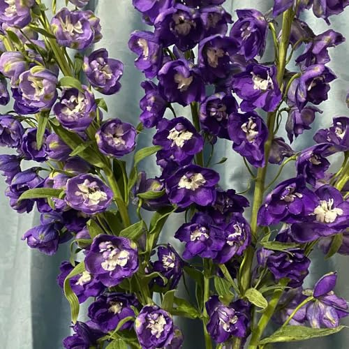 delphinium semi di estivi tetti verdi selvatici balcone decorazione, autunnale, semi di 450pcs