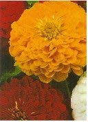 SANHOC Graines Paquet: Trading Zinnia Dahlia Zinnia elegans Flowered dahliaefloraSEED