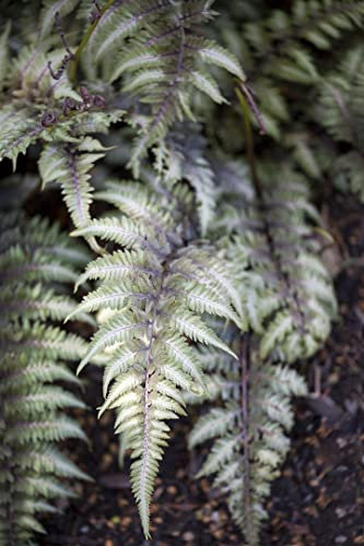 Athyrium niponicum 'Metallicum' 9x9 cm Topf – Winterhart, Mehrjährig, Pflegeleicht – Japanischer Regenbogenfarn – Schattenstaude für Beet & Gehölzrand
