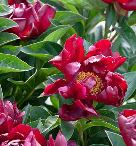 Edelpfingstrose Flame - Paeonia lactiflora - lebende Gartenpflanze aus den Baumschulen