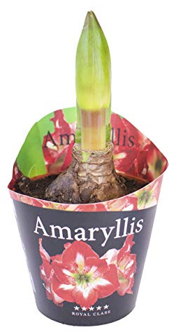 Amaryllis Hippeastrum Echte Pflanze im Topf - Bunte Sets - Eingepflanzte Amaryllis Blumenzwiebeln, tolle Blühpflanze Zimmerpflanze winterhart Blumen Amarillis Amarillys, Amarylis (1 Zweifarbig)