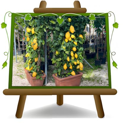 EURO PLANTS VIVAI Lunario 4 säsonger citron - Citrus Limon - höjd 130 cm - kruka 60 cm