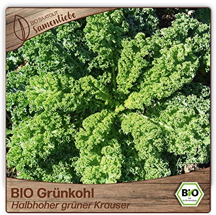 Samenliebe BIO Grünkohl Samen alte Sorte Halbhoher grüner Krauser würziger Winterkohl halbhoch Wintergemüse grün 200 Samen samenfestes Gemüse Saatgut für Gewächshaus Freiland und Balkon winterhart