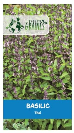 100 graines de Basilic thai - herbe aromatique