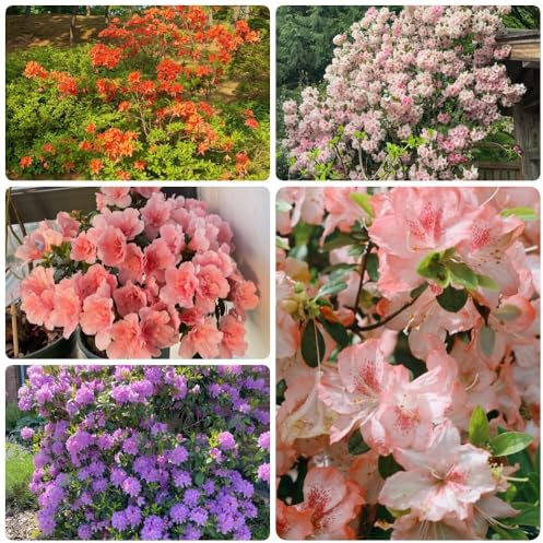 semillas de rododendro, semillas de azalea, Las de jardín son perennes resistentes resistentes para el jardín 30pcs