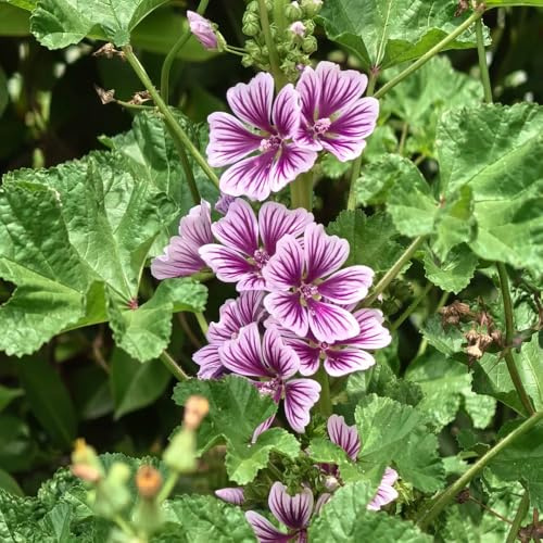 semi di malva, resistente esotiche esterno decorazione balcone giardino 250pcs