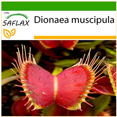 SAFLAX - Venus - Fliegenfalle - 10 Samen - Mit keimfreiem Anzuchtsubstrat - Dionaea muscipula