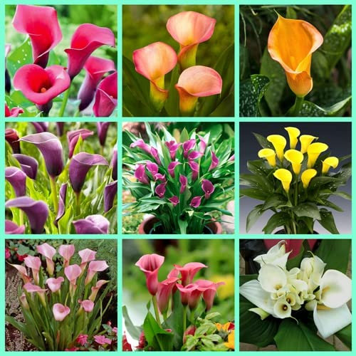 Mixte Bulbi di calla Zantedeschia Calla Lily Bulbi Piacevole Piantare Fascino Graziosa Decorazione Perenne Balcone