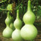 TOYHEART Semi di Ortaggi Premium da 10 Pezzi, Semi di Cucurbita Gigante Non OGM Commestibile Annuale Naturale Bottiglia Zucca Zucca Piantine per Giardino Verde
