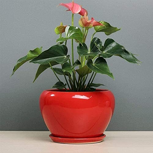 GImLY Roter kreativer einfacher Haushalts-Orchideen-Topf-Garten-Blumentopf-Keramik-Blumentopf-moderner großer runder Blumentopf-Garten-Blumen-Kaktus-Pflanze mit Ablaufloch und Untertasse