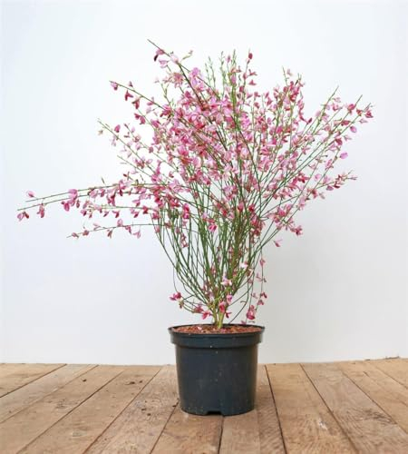 Cytisus scoparius 'Killiney Red' 60–80 cm – Winterhart, Mehrjährig, Pflegeleicht – Besenginster – Zierstrauch für Garten & Rabatte