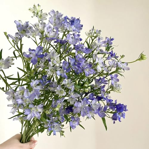 delphinium - Delphinium - rampicanti, da giardino roccioso da giardino primaverili, in vaso d'appartamento rare arredamento per 400semi