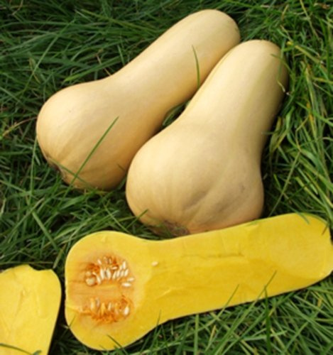Kürbis Early Butternut keulenförmiger Speisekürbis Samen