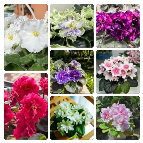 usambaraveilchen wildblumen 180samen x Schnelles Wachstum