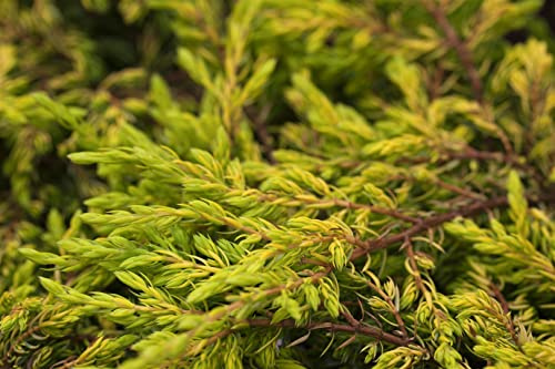Juniperus communis 'Goldschatz' 20–25 cm – Winterhart, Immergrün, Pflegeleicht – Gemeiner Wacholder – Bodendecker für Steingarten & Vorgarten