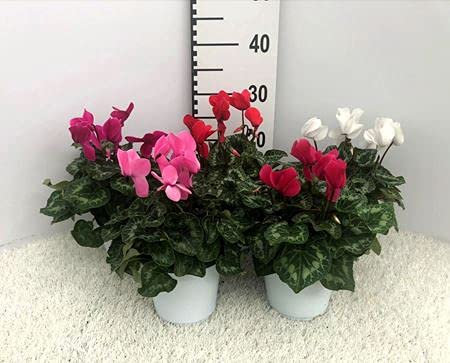 Generico Ciclamino su Vaso cm 14 in Confezione da 2 Piante