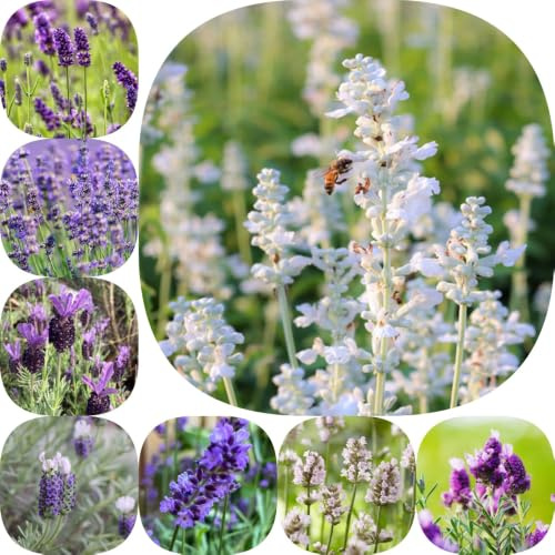 Semillas de lavanda - Jardín exótico en miniatura de mariposa orgánica en decoración jardín verano semillas lugares soleados 650pcs