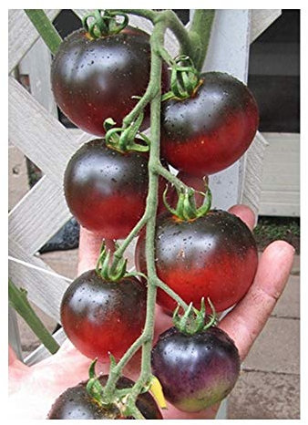PREMIER SEEDS DIRECT Tomato - Indigo - Apple - 10 Finest Seeds