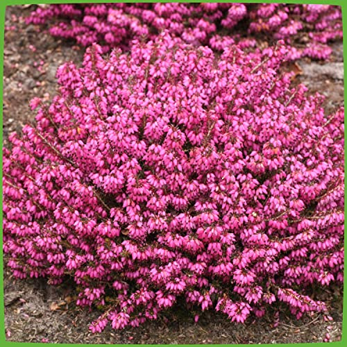 GARTEN SCHLÜTER® Winterheide - rot | Erica carnea - mit purpur-roten, feurigen Blüten - Schneeheide Winterblüher Heide