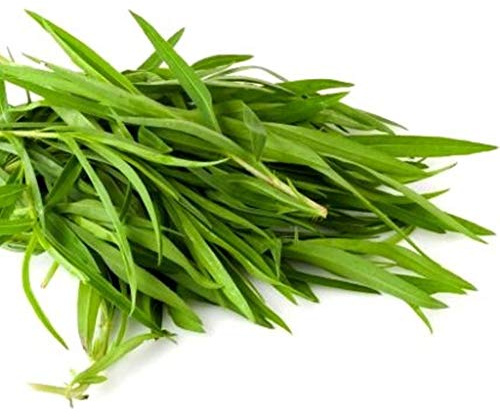 Tarragon Russian Herb Microgreen or Garden 1400 Seeds