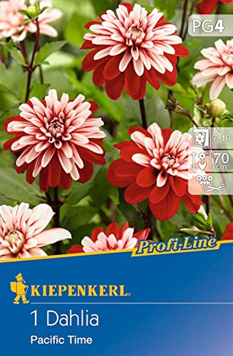 Kiepenkerl 730595, Dekorative Dahlie Pacific Time, Buschartiger Wuchs und eine enorme Fülle an Blüten, für Beet- und Topfkultur, mehrjährig