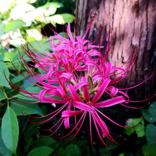 giglio ragno, giglio di sangue - mini decorazione da giardino rizoma lycoris radiata rari primaverili, lungo periodo di da giardino interno 9bulbi