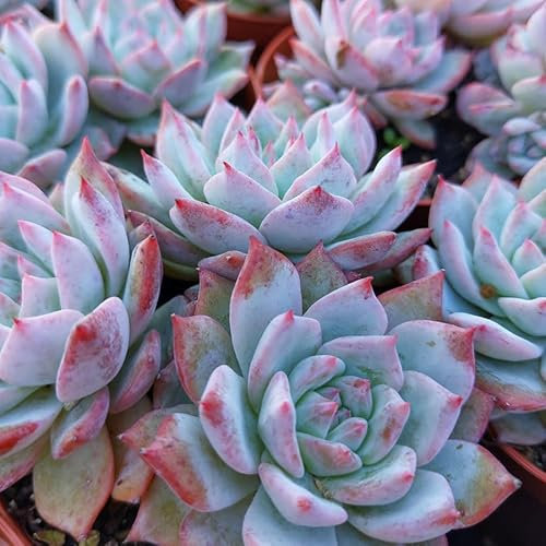SUNNYPLANTS - Echeveria Blue Bird, Echeveria laui, Echeverias, Echeveria, Plantes succulentes, graines, boutures, plantes