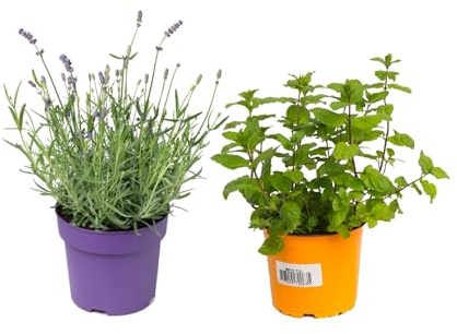 1 HIERBABUENA y 1 LAVANDA Plantas Aromáticas Naturales Ideales para la Casa