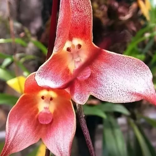 semi di orchidea scimmia - orchidea faccia di scimmia - perenni, decorazione autunnale orchidea dracula simia resistenti per il giardino, 250pcs