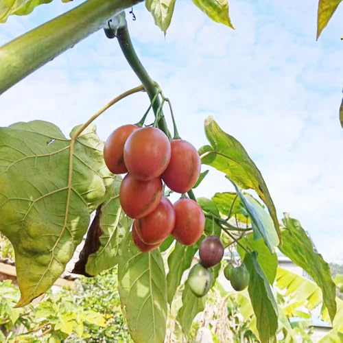semillas de tomate de árbol tamarillo, resistentes interior columnares, perennes, 20pcs