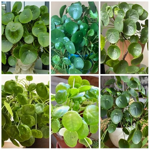 glückstalersamen, Pilea peperomioides, seltene kletterpflanzen Chinesischer Geldbaum rankpflanzen winterharte stauden für pralle sonne bodendecker winterhart mehrjährig schnittblumen 150pcs