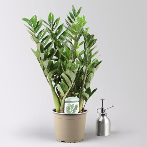 Glücksfeder, Topf-Ø 17 cm, Höhe ca. 30-50 cm