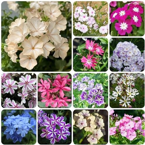 flox - ornamentali per zone soleggiate semi di phlox decorazione organica per balcone balcone recisi primaverili, resistenti in vaso ombra semi 650semi