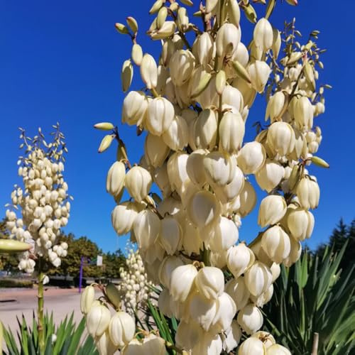 Semi di giglio palma, yucca, giardino recisi balcone serre 120pcs