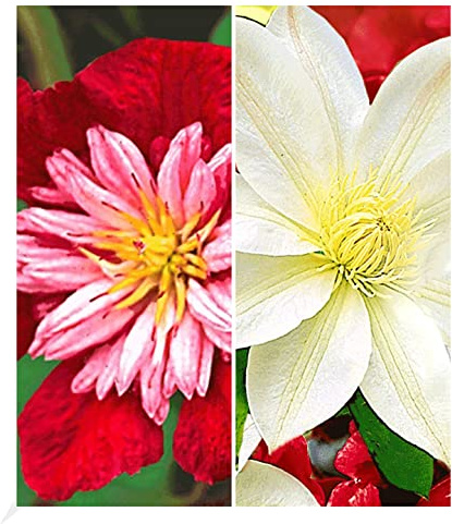 BALDUR Garten 2er Clematis-Set 'Avant Garde TM' + 'Madame Le Coultre', | Clematis, mehrjährige blühende Kletterpflanzen, winterhart, Blickfang, langblühend, pflegeleicht, winterhart