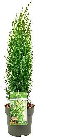 Ciprés Árbol Natural Resistente para Jardines - Cupressus