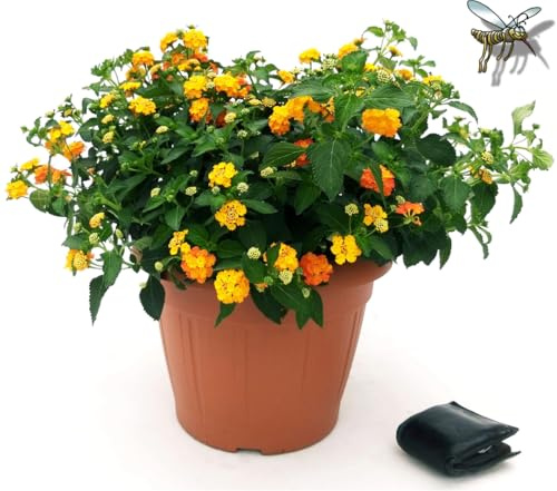 POWERS TO FLOWERS - LANTANA CAMARA ARANCIO ESEMPLARE, VASO 35CM DIAMETRO, piante vere
