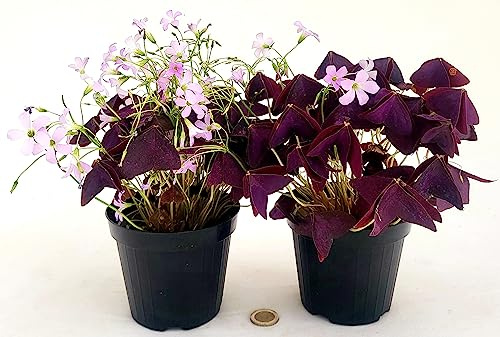 POWERS TO FLOWERS - TRIFOGLIO OXALIS TRIANGULARIS VIOLA, VASO 12CM DIAMETRO, 2 PIANTE, piante vere