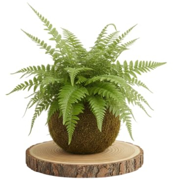 Planta Viva de Interior en Kokedama de Helecho Natural – Decoración Artesanal | DECOALIVE