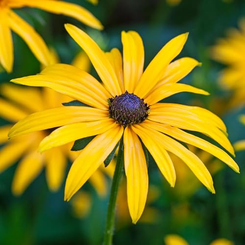 GardenersDream Rudbeckia Goldstrum en pot – Plante de jardin Soleil à yeux noirs colorée – Arbuste vivace à fleurs jaune doré (incl. pot de 11 cm)