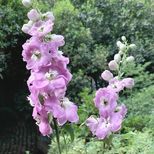 semi di delphinium resistente perenne - delphinium - ombra resistenti, luoghi soleggiati, Balcone 350pcs